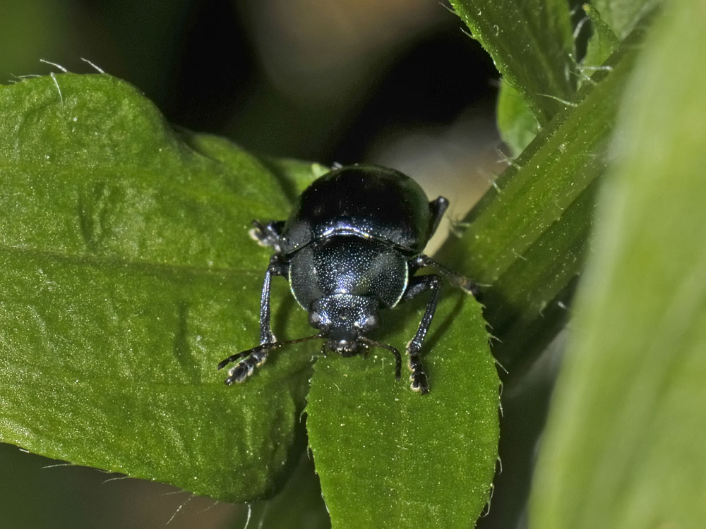 Colasposoma dauricum,  Crisomelide esotico